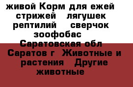 живой Корм для ежей , стрижей , лягушек , рептилий  ( сверчок , зоофобас ) - Саратовская обл., Саратов г. Животные и растения » Другие животные   